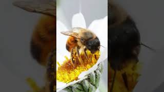 The Secret Success Behind Honey Bees [upl. by Aytak582]