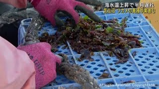 ワカメの養殖作業が進む 海水温上昇で半月遅れる 宮城・気仙沼市 [upl. by Charmane]