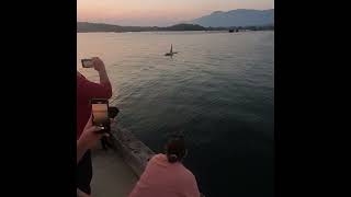 Orcas Put on Pure Magic Show in Canadian Harbor [upl. by Mcgannon280]