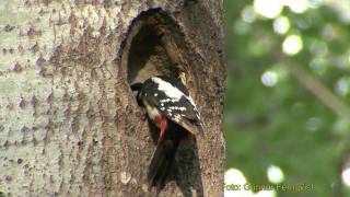 STÖRRE HACKSPETT Great Spotted Woodpecker Dendrocopos major Klipp  361 SN1 [upl. by Drazze]