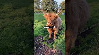 Fluffy Cow Alert 🐮Discover The Highland Cattle [upl. by Illac]