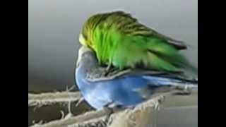 Familienplanung  Budgies Mating [upl. by Ecirum]