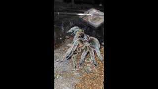 Grammostola rosea NCF porteri Pairing [upl. by Yentrac]