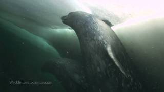 Weddell Seals Underwater [upl. by Corenda]