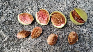 Fresh juicy Almonds Prunus amygdalus or persicoides [upl. by Ehtnax]