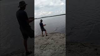 Ladyfish on a rooster tail lure fishing shiredisland ladyfish [upl. by Quarta]