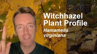 Witchhazel Hamamelis virginiana Plant Profile [upl. by Irahs]