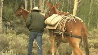 USFS  Pack Mule Program [upl. by Kala]