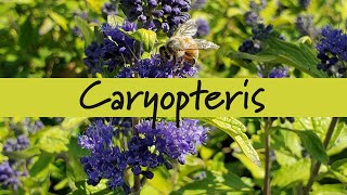 Caryopteris at Prides Corner Farms [upl. by Job331]