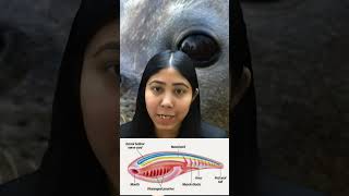 Notochord Definition  Embryonic Development  Mesodermal Origin  Biology  Class11  Adhyayanta [upl. by Noirret]