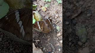 Common baron butterflies in Sri Lanka euthalia aconthea [upl. by Shirley]