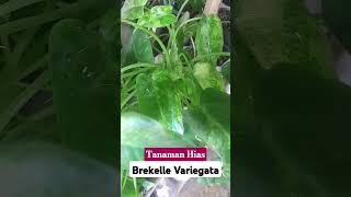 Tanaman Hias Brekelle Variegata [upl. by Psyche]