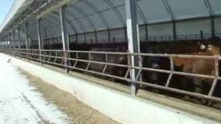 Finishing Cattle in Hoop Barns [upl. by Tteirrah]