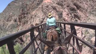 Grand Canyon Mule Ride 2016 [upl. by Crowley87]