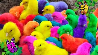 Menangkap ayam lucu ayam warna warni ayam rainbow bebek angsa ikan hias ikan cupang Kelinci [upl. by Betteanne]