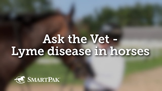 Ask the Vet  Lyme disease in horses [upl. by Michale]