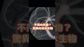 淡水にひそむ不死生物ヒドラ、その驚異の生態を解説！ [upl. by Miru]