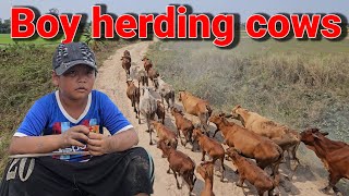 Boy herding cows [upl. by Summons]