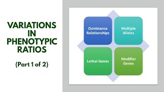 Variations in Phenotypic Ratios Part 1 of 3 [upl. by Edmea]