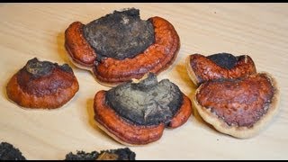 How to identify Chaga Mushrooms Red Belted Polypore Mushrooms Hemlock Varnish Shelf [upl. by Niawtna]