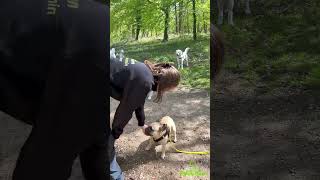 Elise promène vos chiens pendant vos absences  EDUCHIEN PROMENADES [upl. by Kenric]