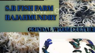 GRINDAL WORM CULTURE [upl. by Zebaj]