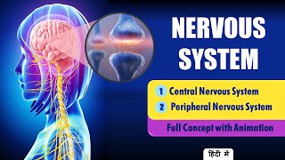 Explain Nervous System Anatomy and Physiology Hindi  Types of Neurons [upl. by Naujyt]