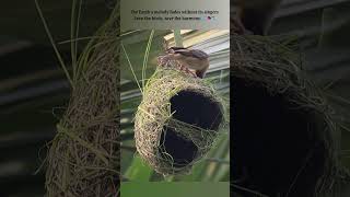 Bird ❌ Natures Builder✔️ bayaweaver nest nestbuilding nature [upl. by Croteau848]