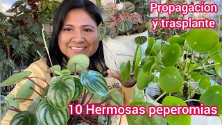 10 Hermosas Peperomias Cuidados trasplante y propagación [upl. by Shayne]