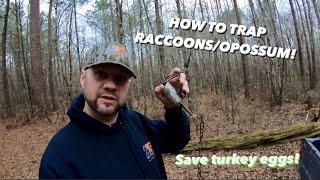 How to trap RaccoonsOpossum Saving turkey nests NWTF [upl. by Ariak]