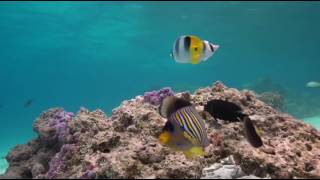 Shark TV  Bora Bora  Diving with manta rays in French Polynesia with Top Dive [upl. by Herwick]