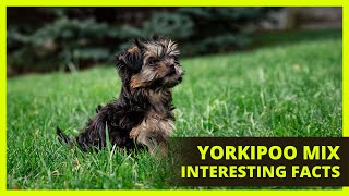 YORKIPOO  Interesting facts you might not know about the Yorkipoo [upl. by Nalra]