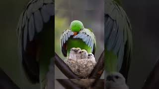 wow 🙄 beautiful and lovely 😍 Follow Smoothclick0Z birds birdphotography rain family birds [upl. by Canica]