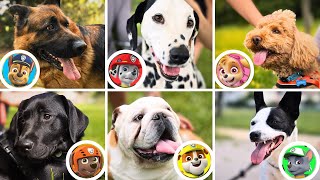 INCONTRIAMO I PAW PATROL NELLA VITA REALE per il Compleanno dei Cuccioli [upl. by Oretos426]