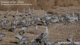 FESTIVAL OF THE CRANES in 30 Seconds [upl. by Ynahpit]