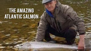 The amazing Atlantic salmon [upl. by Hgielar]