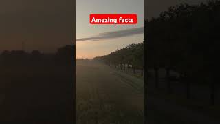 Amezing facts shorts viralvideo [upl. by Germann]