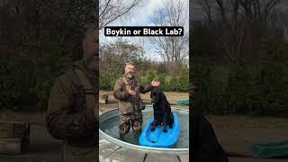 Boykin Spaniel or Black Labrador Retriever boykin labrador [upl. by Elocal]