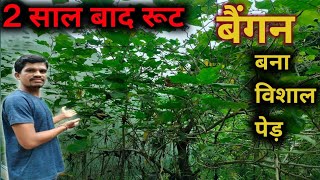 टमाटर का रूट बैंगन 2 साल बाद बना एक विशाल पेड़।। big brinjal tree brinjaltree [upl. by Saltzman222]