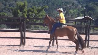 Cavalos Campolina Hipica Rancho Novo [upl. by Teryn627]