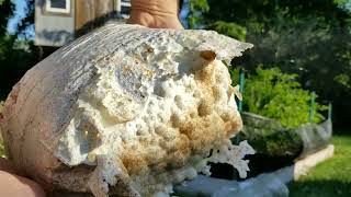 FIRST ATTEMPT AT MAITAKE MUSHROOM CULTIVATION Indoor and Outdoor Fruiting Experiment [upl. by Katherina436]