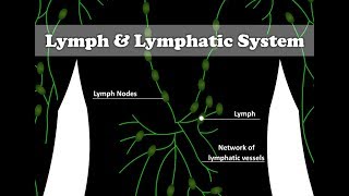 What is Lymph Lymphatic System explained with animation [upl. by Yesak150]