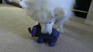 American Eskimo Dog and super squeaky elephant [upl. by Nelie]