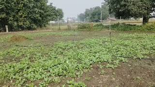 घूमने आ गए खेतों में  Palak aur dhaniya ke khet [upl. by Annaej]