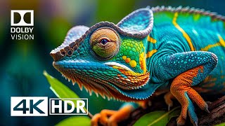 4K HDR Video ULTRA HD 120 FPS  Dolby Vision [upl. by Jeri957]