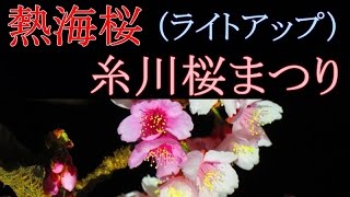 熱海桜「糸川桜まつり」ライトアップ（１月／中で満開！）2016 [upl. by Aleafar]