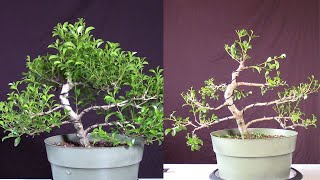 Brush Cherry Bonsai Eugenia myrtifoliaSyzygium paniculatum August 21st with October 16th update [upl. by Nonarb]