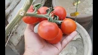 Hydroponic Tomato Plant Update Part5 amp March 2018 Garden Update [upl. by Janetta]