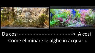 Come eliminare le alghe in acquario [upl. by Lance]