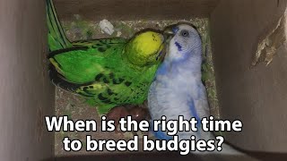 When are budgies ready to breed breeding condition [upl. by Takakura]